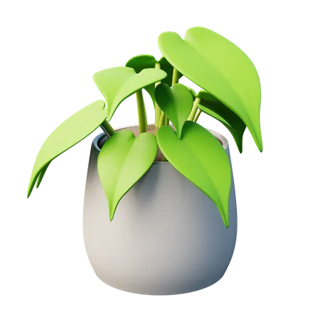 Heart-Leaf Philodendron Plant  3D Icon