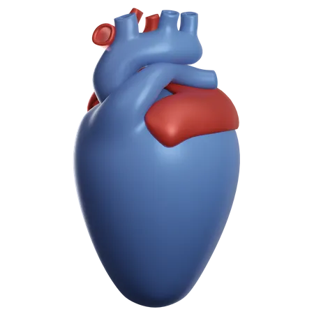 Heart Organ  3D Illustration