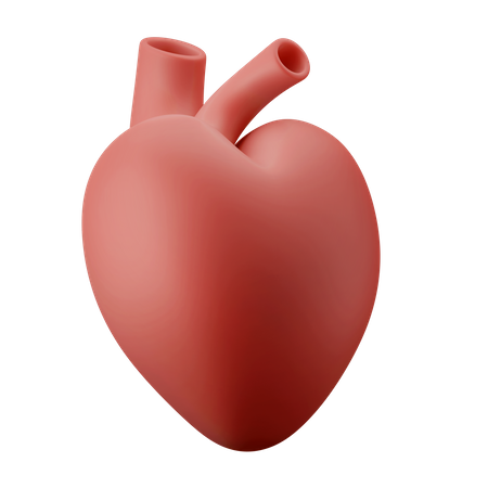 Heart Organ  3D Illustration