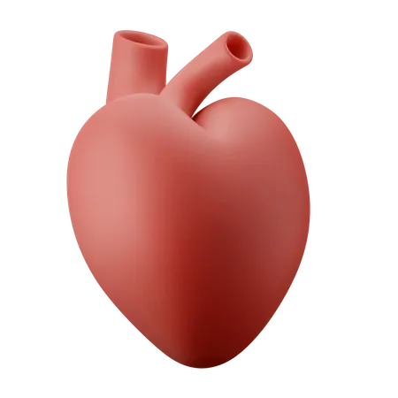 Heart Organ  3D Illustration