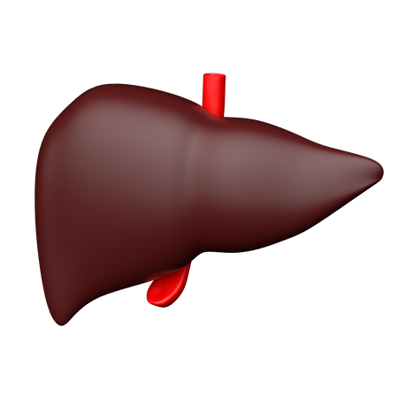 Hepatologia  3D Icon