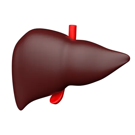 Hepatologie  3D Icon