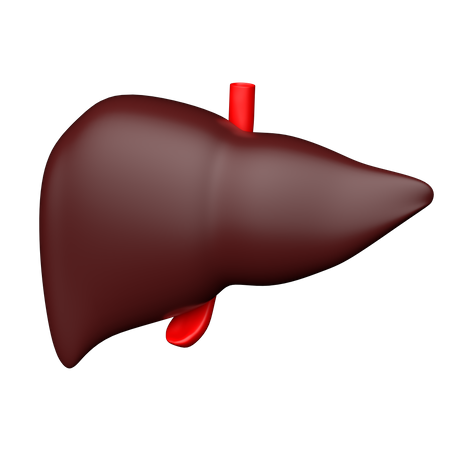 Hepatology  3D Icon