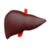 hepatology symbol