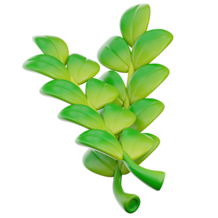 Herbal  3D Icon