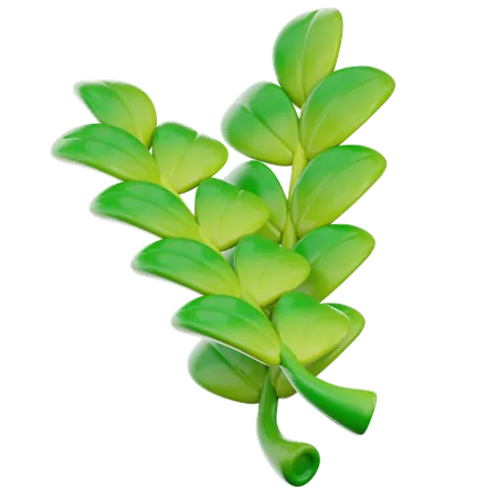 Herbal  3D Icon