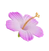 Hibiscus Flower