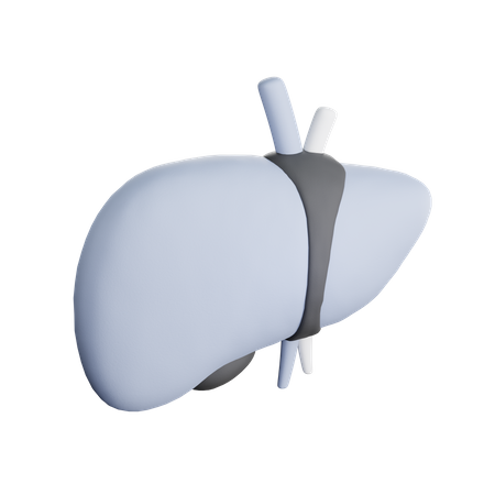 Hígado  3D Icon