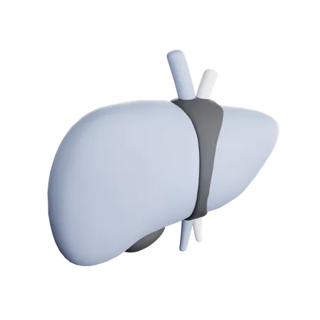 Hígado  3D Icon