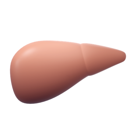 Hígado humano  3D Icon