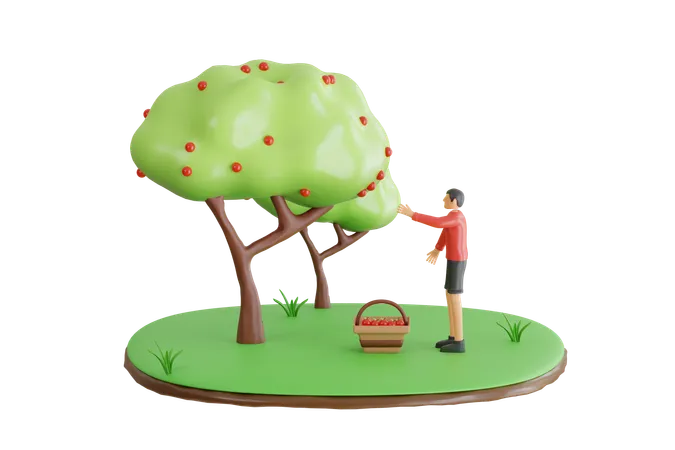 Hombre cosechando frutos de manzana  3D Illustration