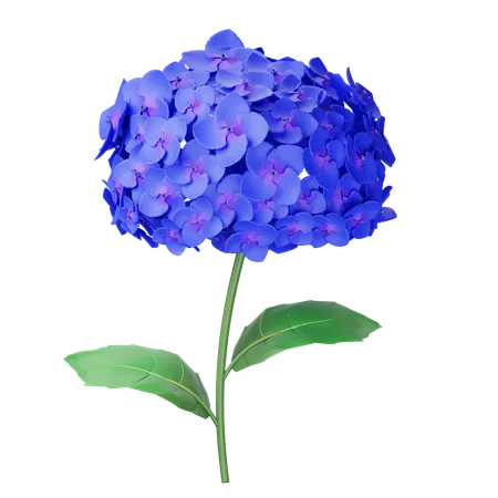 Hortensia  3D Icon