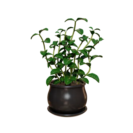 House Plant  3D Icon