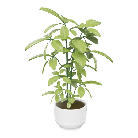 House Plant  3D Icon