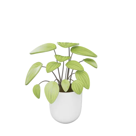 House Plant  3D Icon