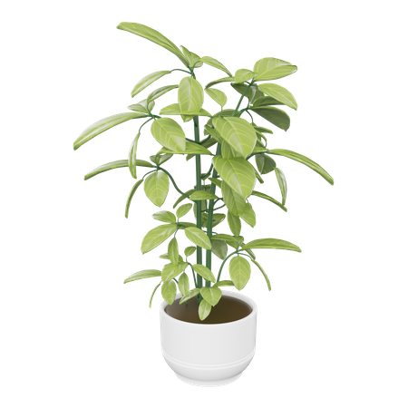 House Plant  3D Icon