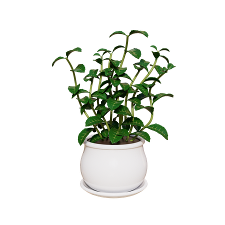 House Plant  3D Icon