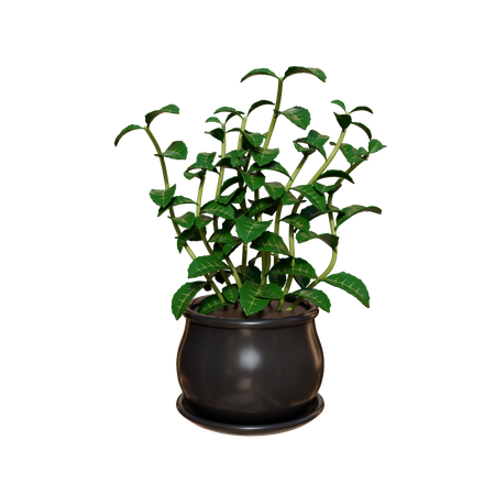House Plant  3D Icon