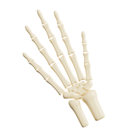 Huesos de la mano humana  3D Icon