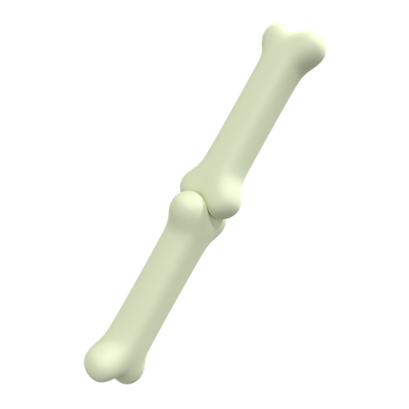 Human Bone  3D Illustration