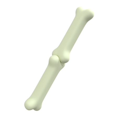 Human Bone 3D Illustration