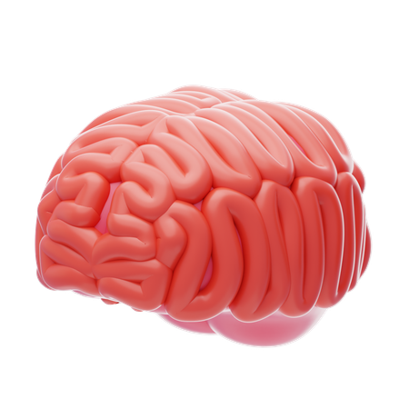 Human Brain  3D Icon