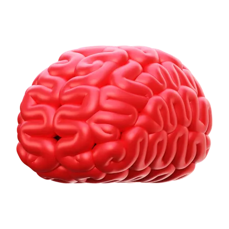 Human Brain  3D Icon