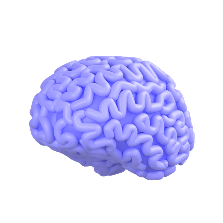 Human Brain  3D Icon