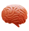 Human Brain