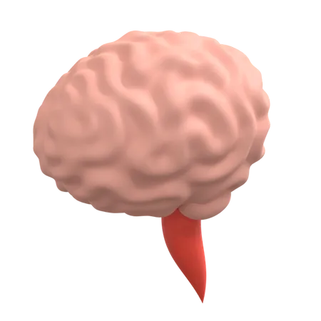 Human Brain  3D Illustration