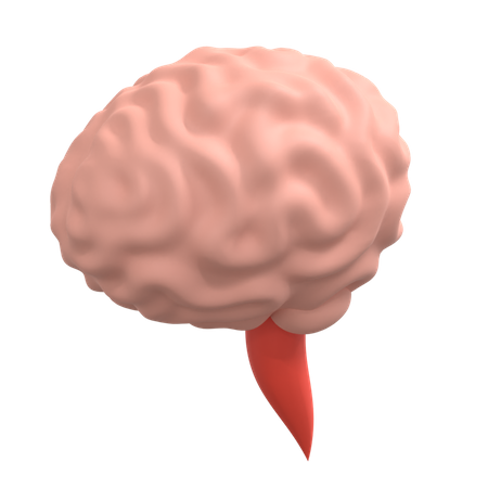 Human Brain 3D Illustration