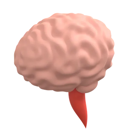 Human Brain 3D Illustration