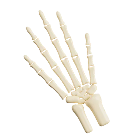 Human Hand Bones  3D Icon