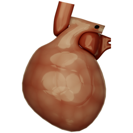 Human Heart  3D Icon