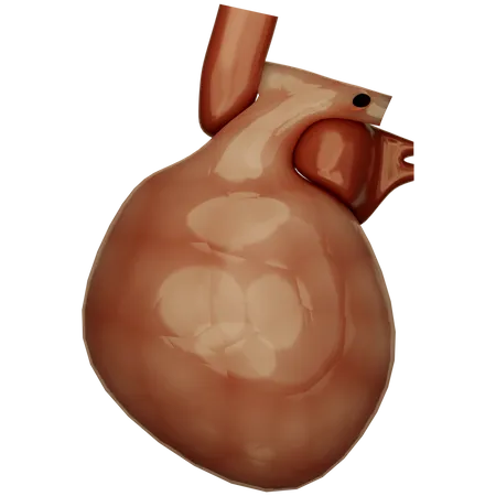 Human Heart  3D Icon