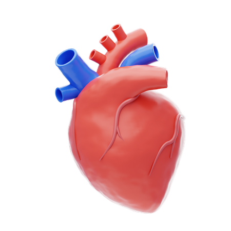 Human Heart  3D Icon