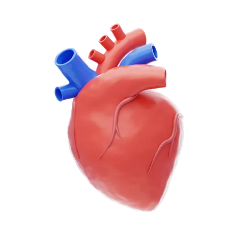 Human Heart  3D Icon