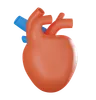 Human Heart