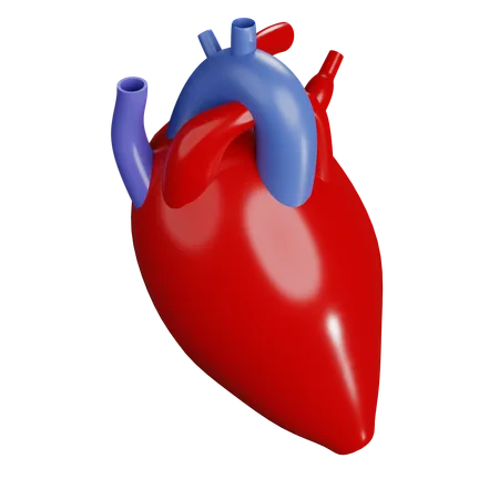 Human Heart  3D Icon