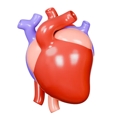 Human Heart  3D Icon