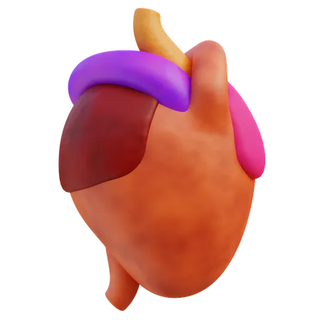 Human Heart  3D Icon