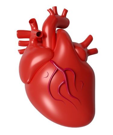 Human Heart  3D Icon