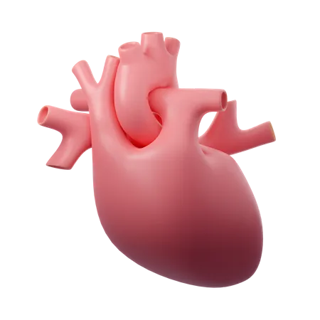 Human Heart  3D Icon