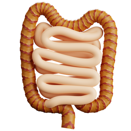 Human Intestines  3D Icon