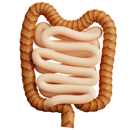 Human Intestines  3D Icon