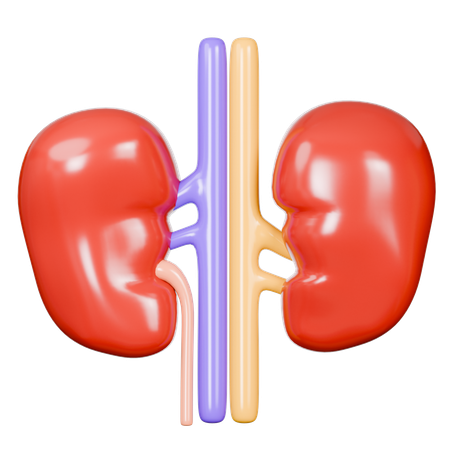 Human Kidney  3D Icon