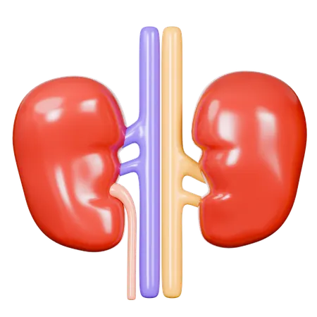 Human Kidney  3D Icon