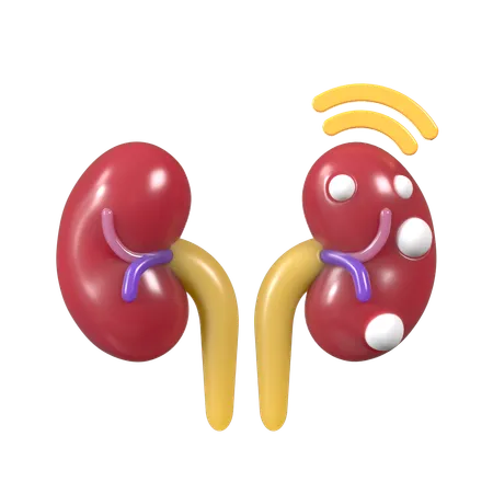 Human Kidney  3D Icon