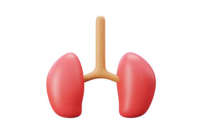 Human Kidney  3D Icon