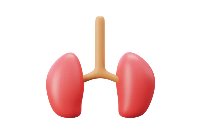 Human Kidney  3D Icon